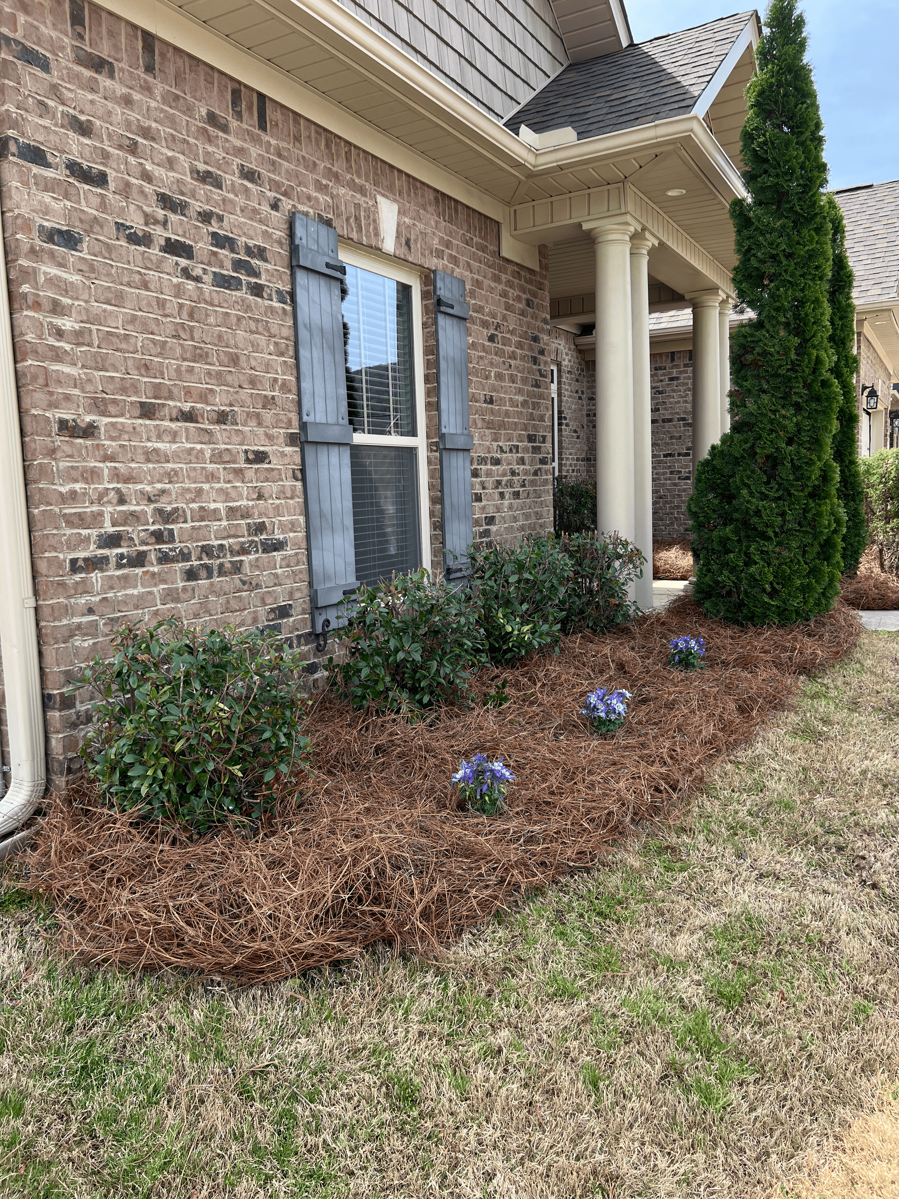 Pine straw flower bed with purple flowers along a brick home in Huntsville, AL